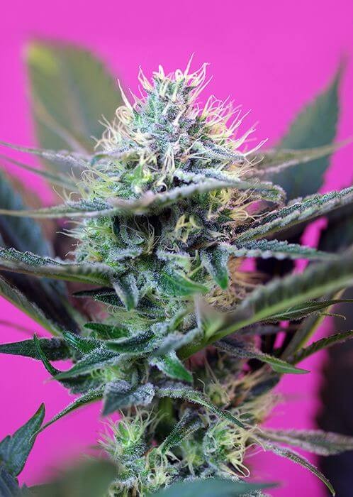 + Speed Auto from Sweet Seeds Autoflower by Sweet Seeds