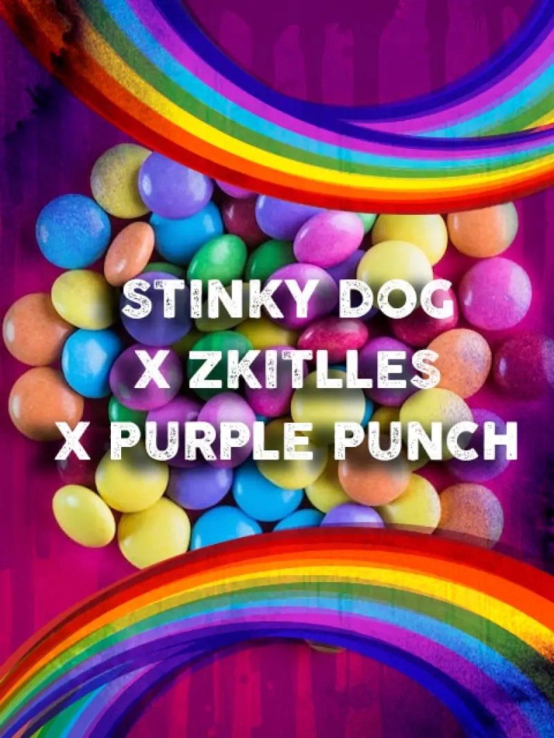 (Stinky Dog x Zkittles) x Purple Punch Feminized by Tramuntana Seeds