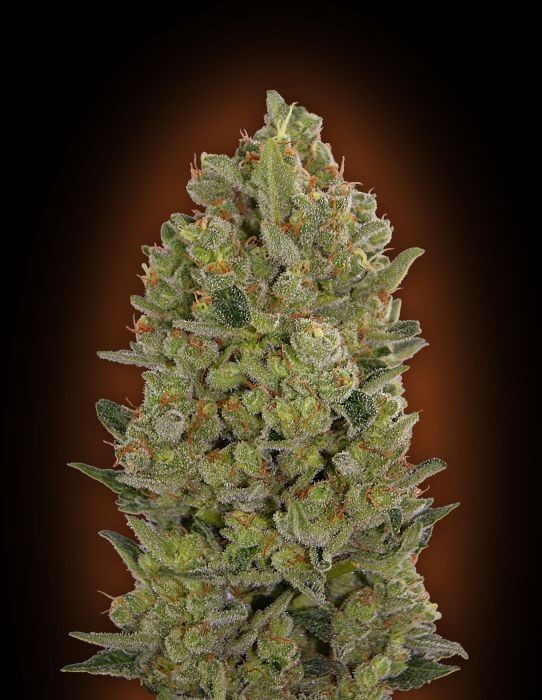 00 Cheese Feminized by 00 Seeds Bank