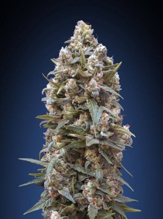 00 Kush Feminized by 00 Seeds Bank