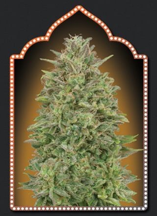 00 Skunk Feminized by 00 Seeds Bank