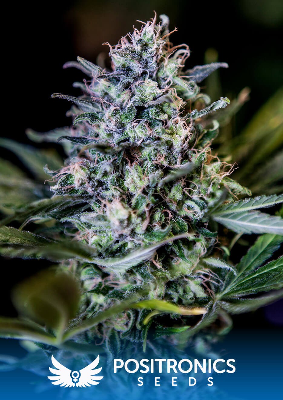 1:20 CBD + Feminized by Positronics