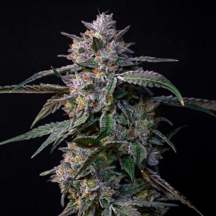 10 G's Feminized by Compound Genetics