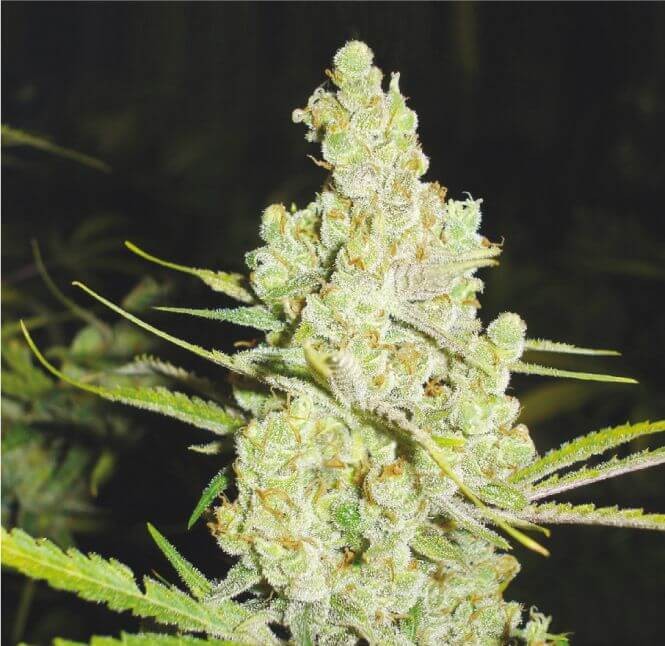 1024 Feminized by Medical Seeds