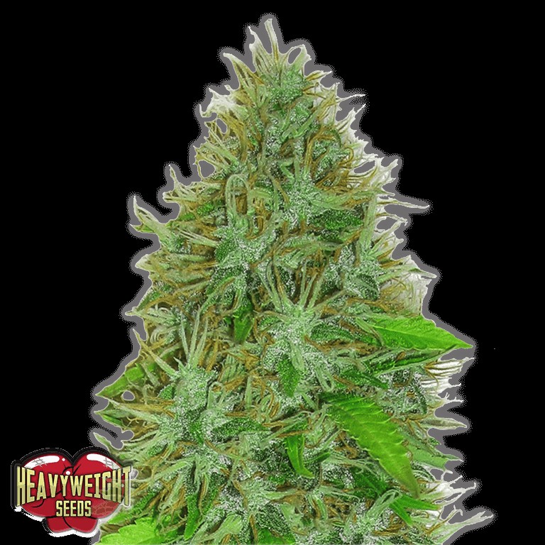 2 Fast 2 Vast Auto Autoflower by Heavyweight Seeds
