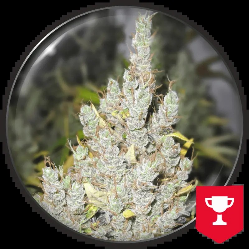 2046 Feminized by Medical Seeds