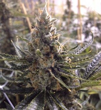 24K Gold aka Kosher Tangie Feminized by DNA Genetics