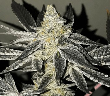 2y2 Feminized by R-Kiem Seeds