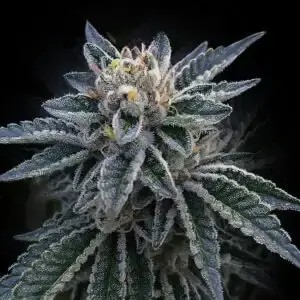 3Peat Feminized by DNA Genetics