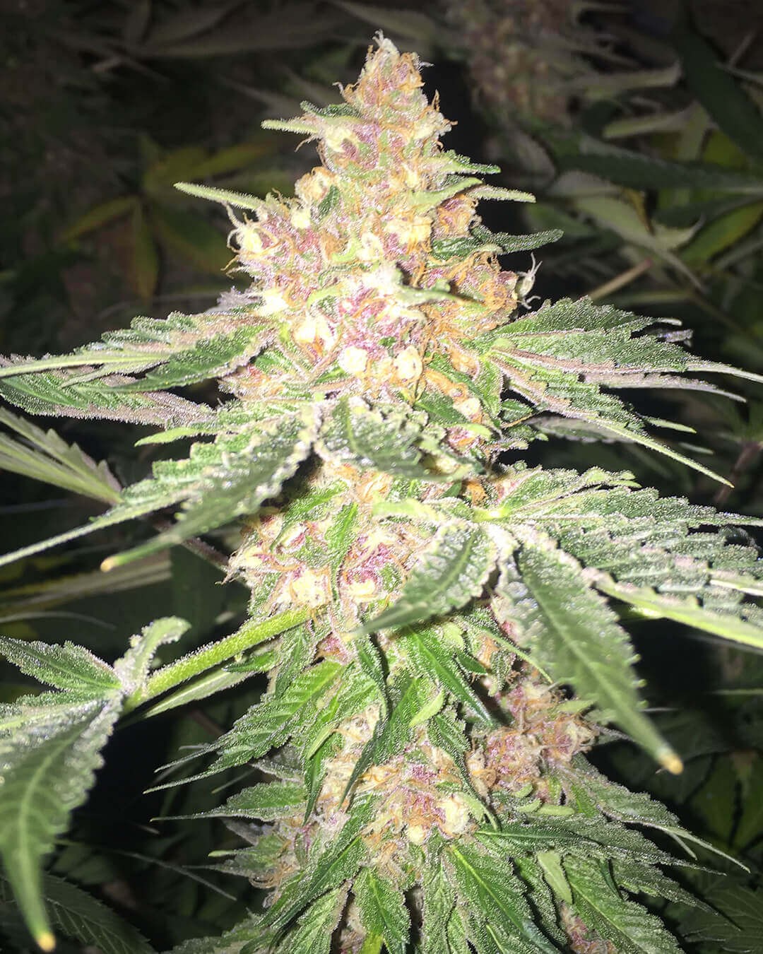 5G Feminized by Soma Seeds