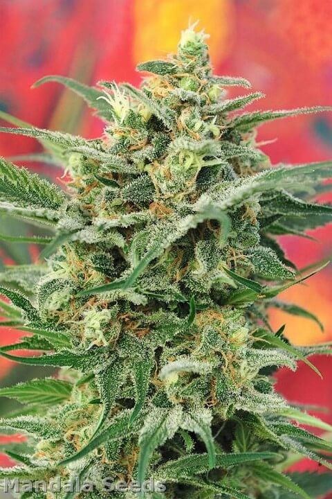 8 Miles High Regular by Mandala Seeds