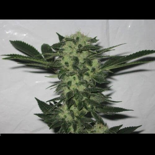 818 Headband Feminized by The Cali Connection