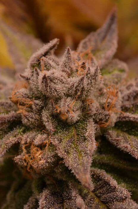 9 Pound Hammer Regular by Jinxproof Genetics