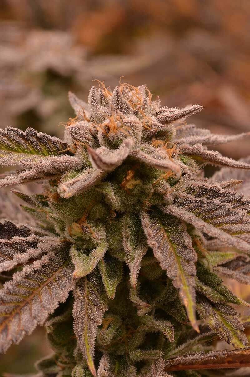 9 Pound Punch Regular by Jinxproof Genetics