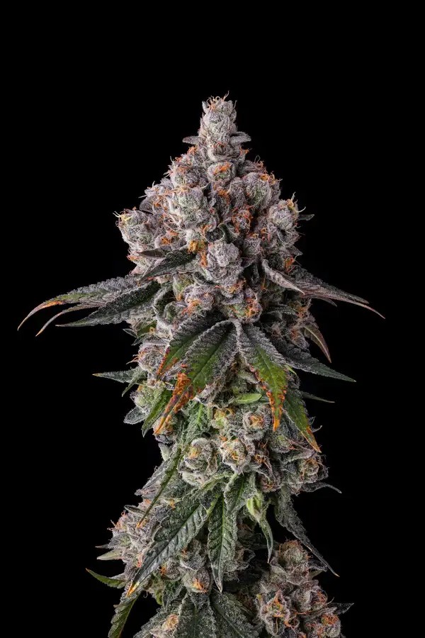 90 Proof Feminized by Compound Genetics