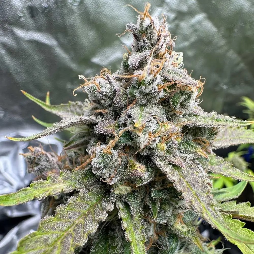 91 Berries Autoflower by Night Owl Seeds