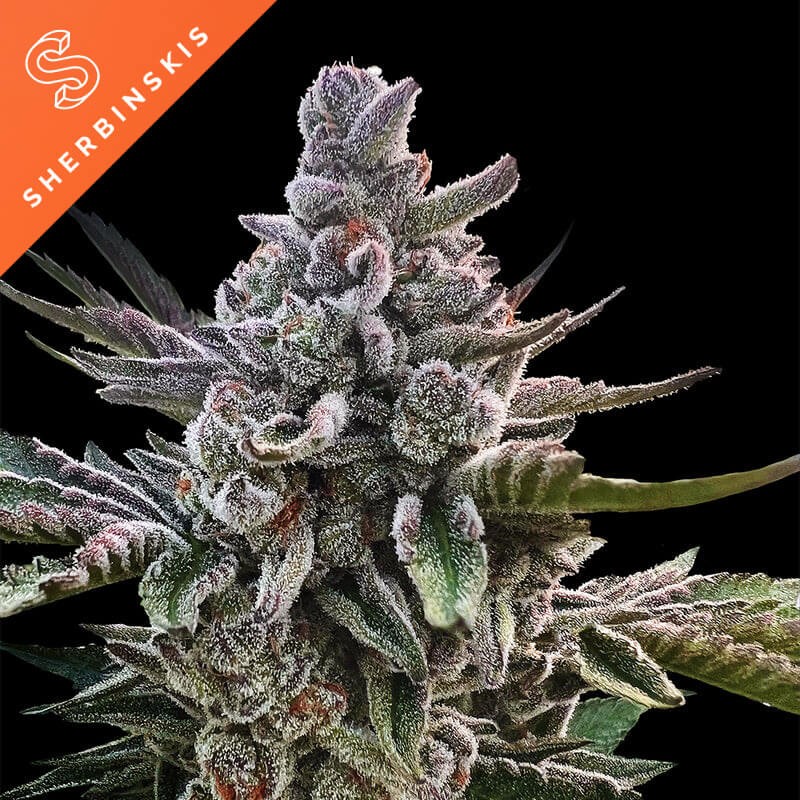 Açai Jelly by Sherbinskis Feminized by Silent Seeds