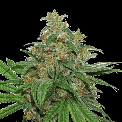 AK 420 Auto Autoflower by Seedstockers