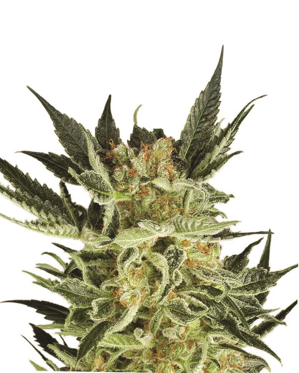 AK-48 Auto Autoflower by Nirvana