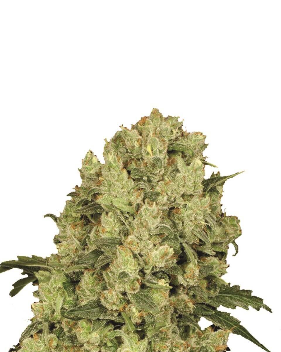 AK-48 Feminized by Nirvana