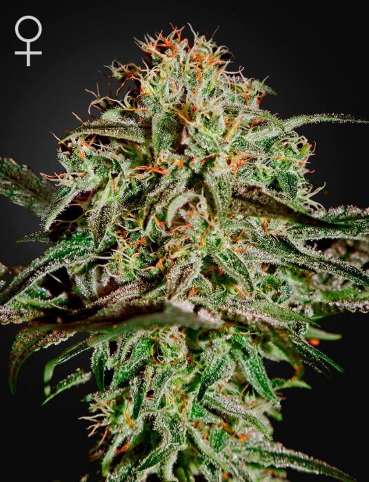 AMS Feminized by Green House seeds