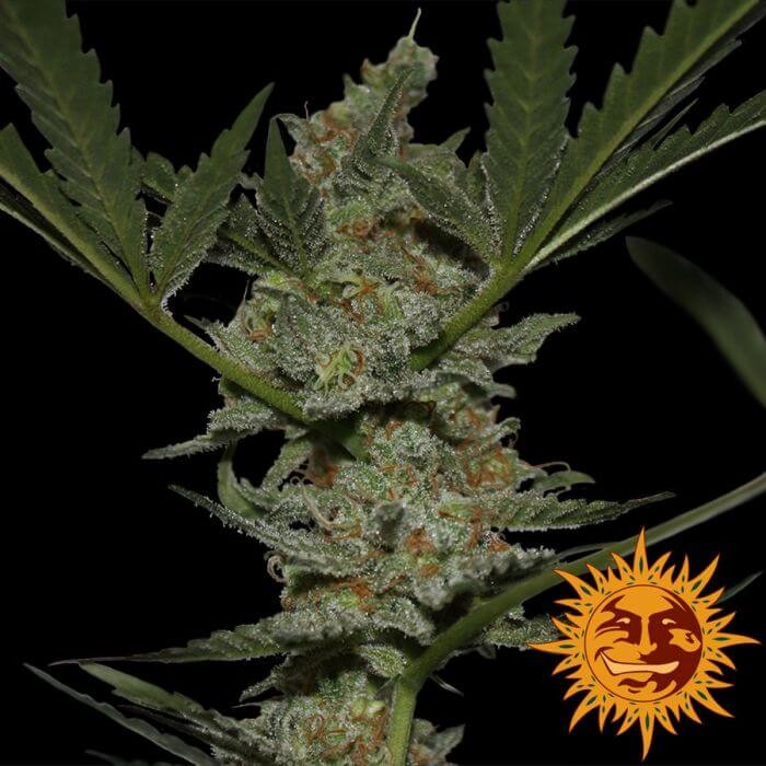 Acapulco Gold Feminized by Barneys Farm