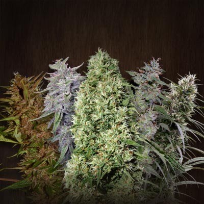 Ace Mix Regular by Ace Seeds