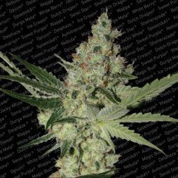 Acid Feminized by Paradise Seeds