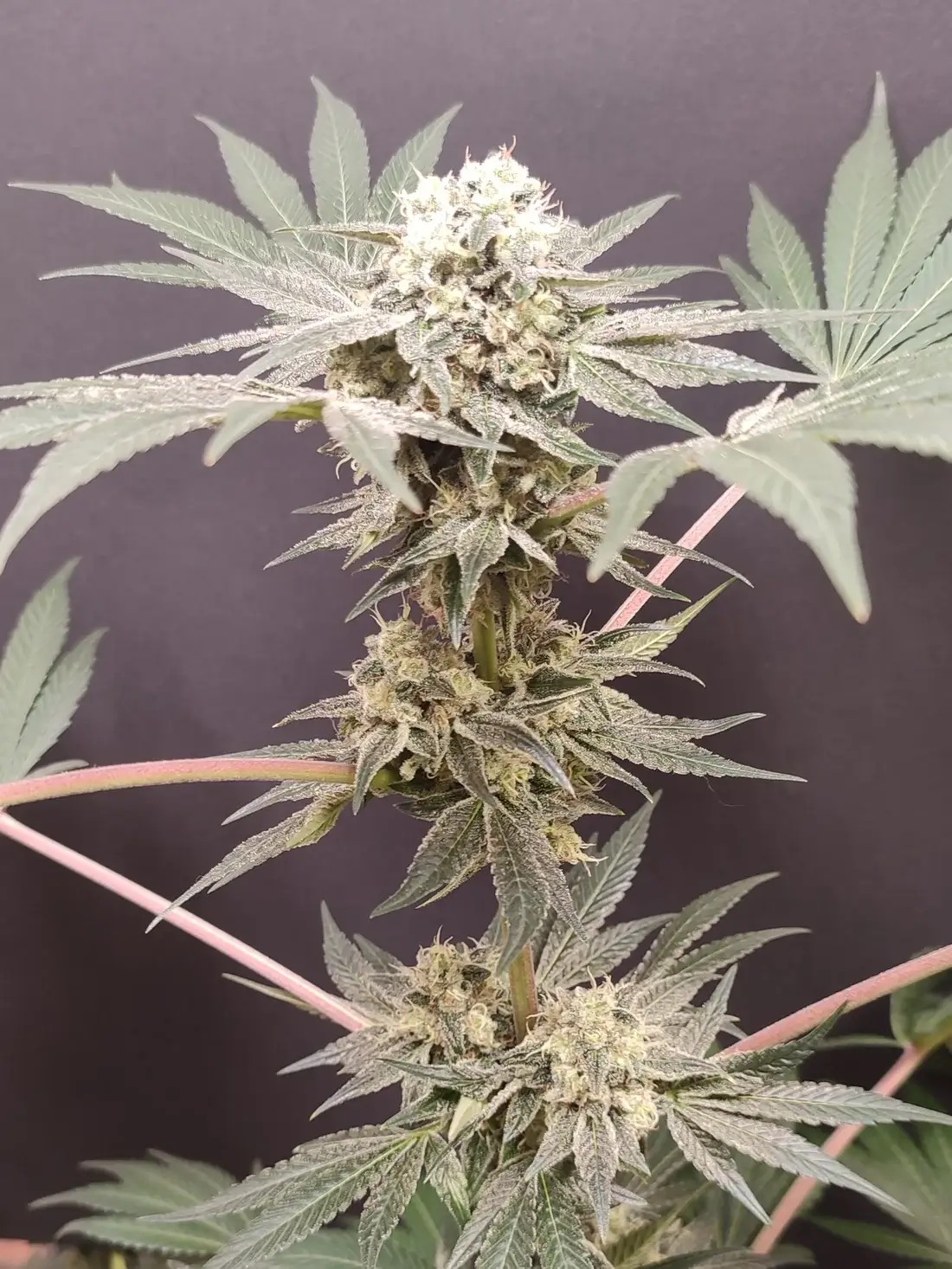 Adventure Mix Shiskaberry Feminized by Spice of Life