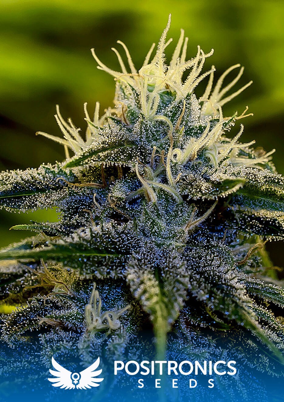 Afghan Auto Autoflower by Positronics