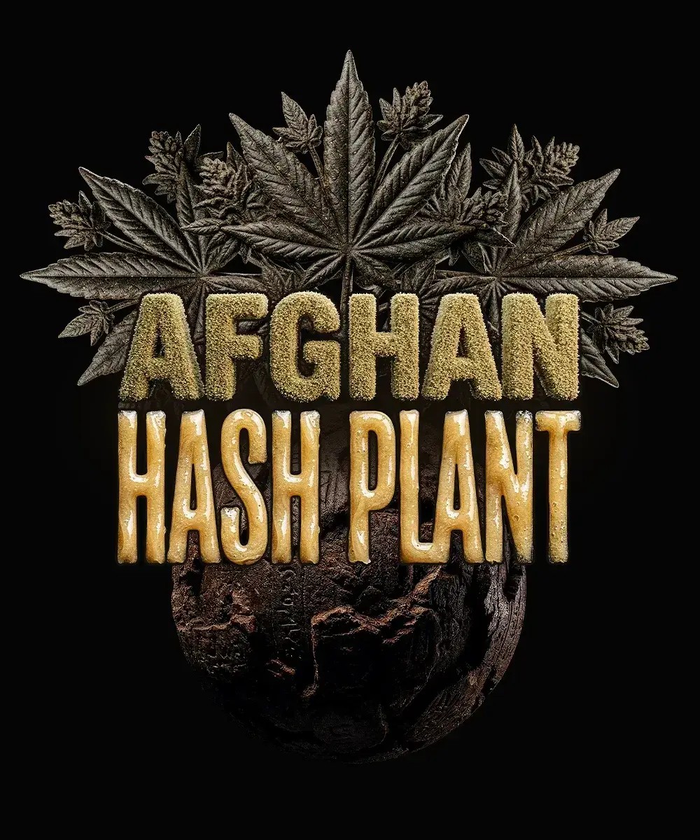 Afghan Hash Plant Auto Autoflower by Barneys Farm