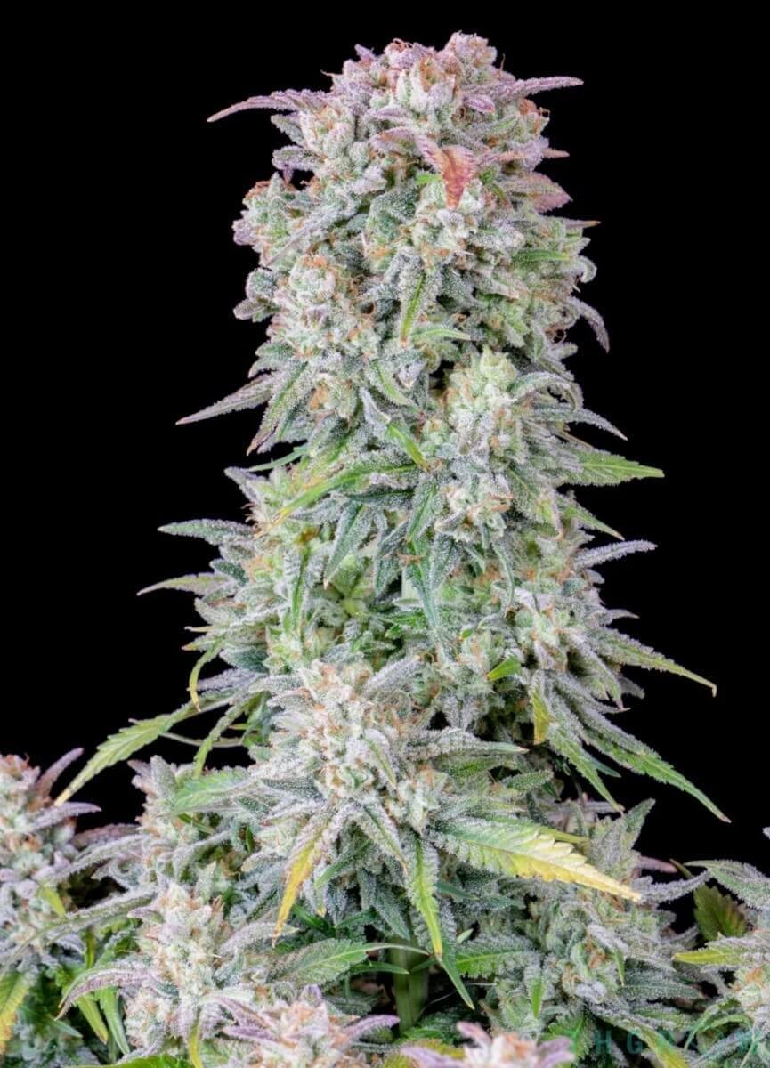 Afghan Kush Auto Autoflower by Fast Buds