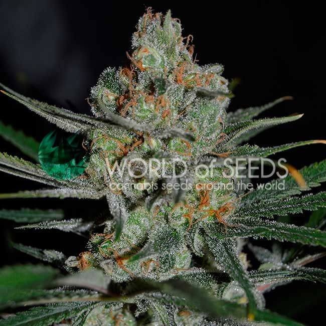 Afghan Kush Early Version Feminized by World of Seeds