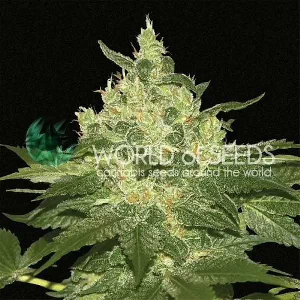 Afghan Kush Feminized by World of Seeds