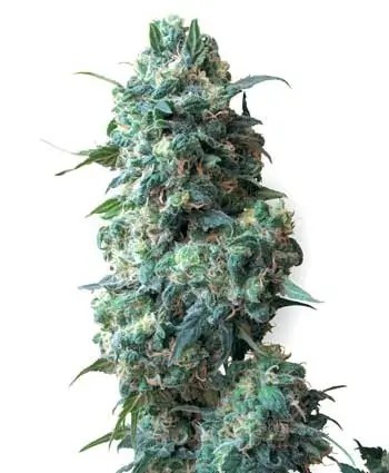 Afghan Kush Regular by World of Seeds