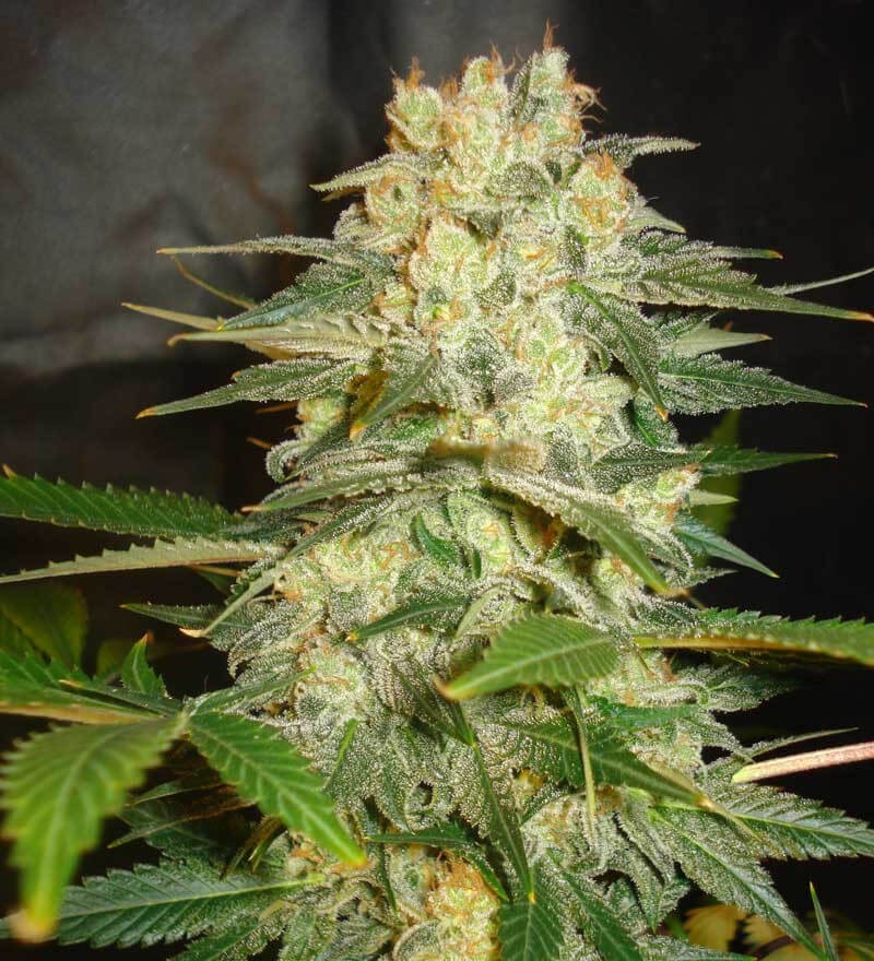 Afghan Kush Ryder Autoflower by World of Seeds