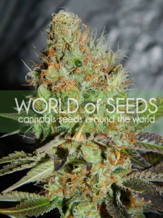 Afghan Kush Special Feminized by World of Seeds