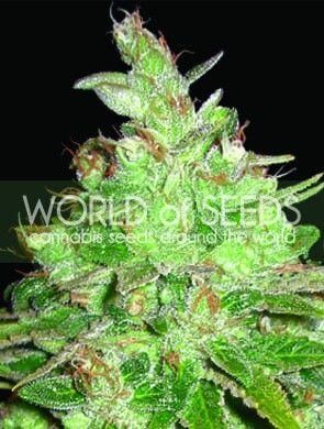 Afghan Kush x Black Domina Feminized by World of Seeds