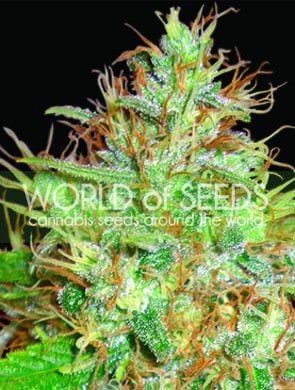 Afghan Kush x Skunk Feminized by World of Seeds