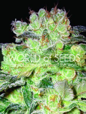 Afghan Kush x White Widow Feminized by World of Seeds