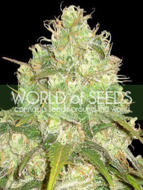 Afghan Kush x Yumbolt Feminized by World of Seeds
