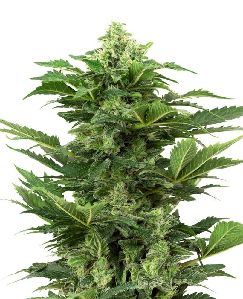 Afghan Pearl CBD Auto Autoflower by Sensi Seeds