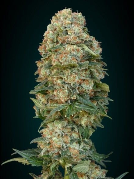 Afghan Skunk Feminized by Advanced Seeds
