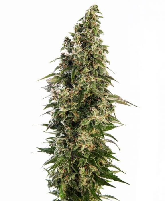 Afghani #1 Auto Autoflower by Sensi Seeds
