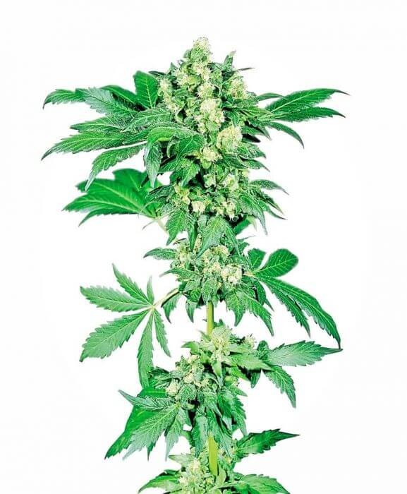 Afghani #1 Feminized by Sensi Seeds