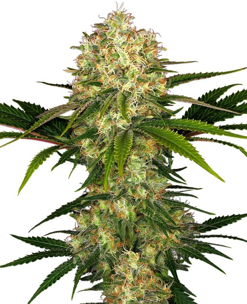 Afghani #1 Regular by Sensi Seeds