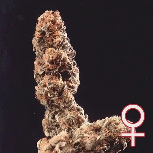 Afghani Special Autoflower by K.C. Brains