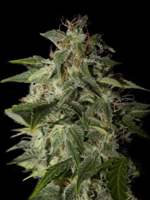 Afgooey Feminized by Strain Hunters Seedbank