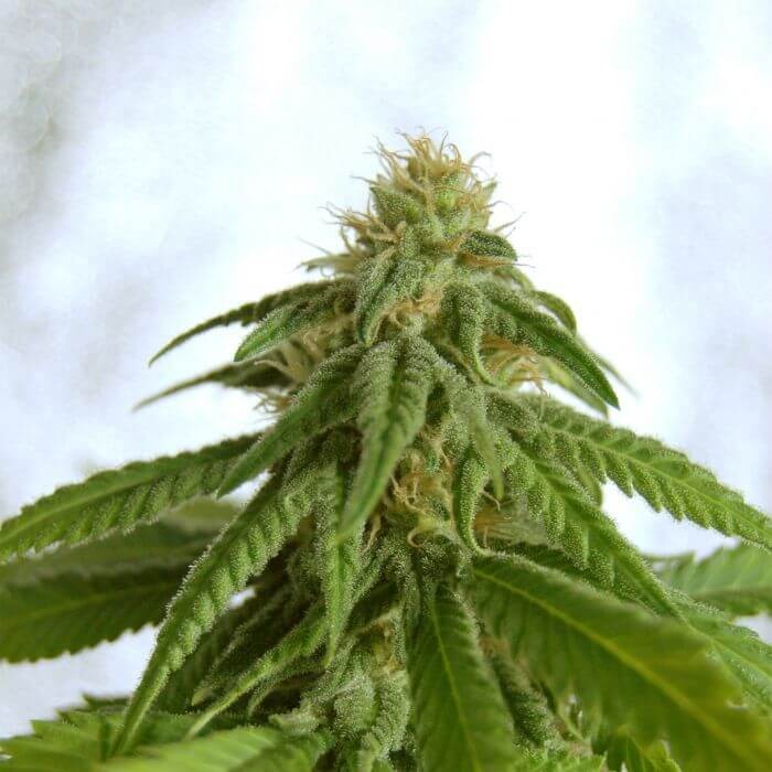 Afrodite Feminized by Kannabia