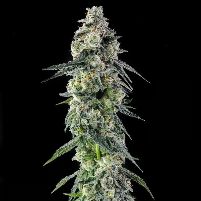 Afters Feminized by Compound Genetics